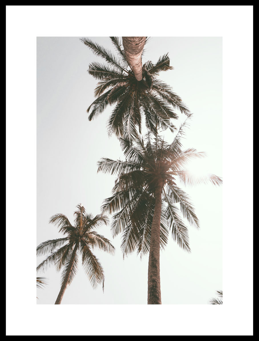 Постер с изображением пальм